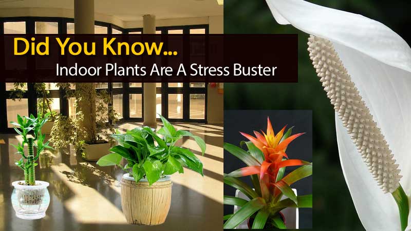 plant-stress-buster-120613