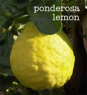 rough bumpy skin of the ponderosa lemon