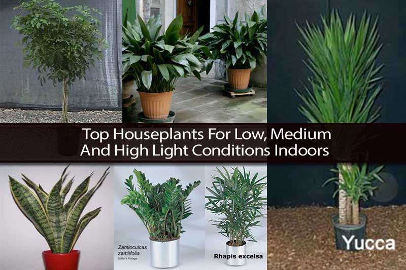 Low, Medium and High Light Houseplants