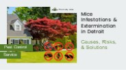 Mice Infestations: Causes, Risks, and Proactive Solutions