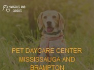 Pet Daycare Center Mississauga and Brampton | Snuggles & Cuddles