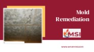 Mold Remediation Companies