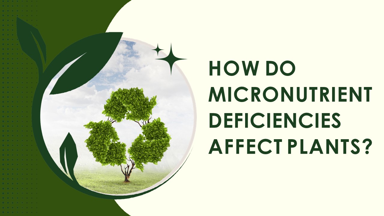 Microm Magic: Boosting Plant Nutrition