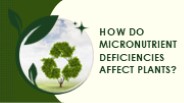 Microm Magic: Boosting Plant Nutrition