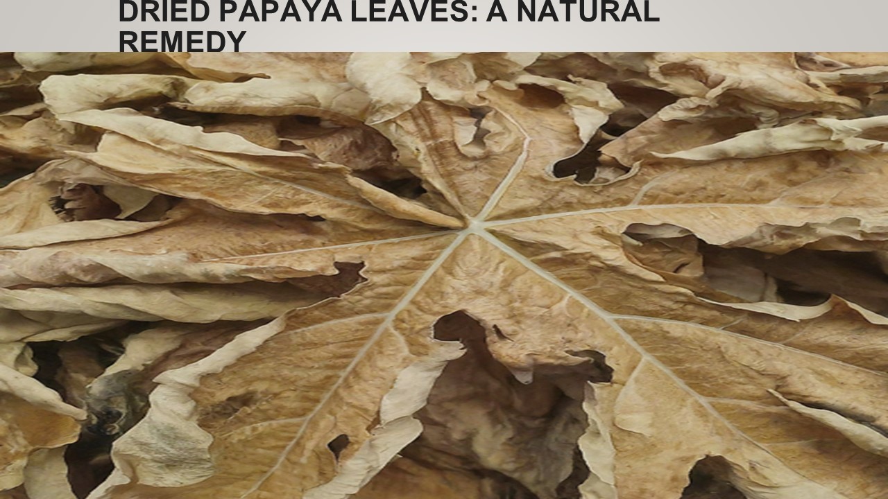 the world of papaya leaves