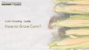 How to Grow Corn?