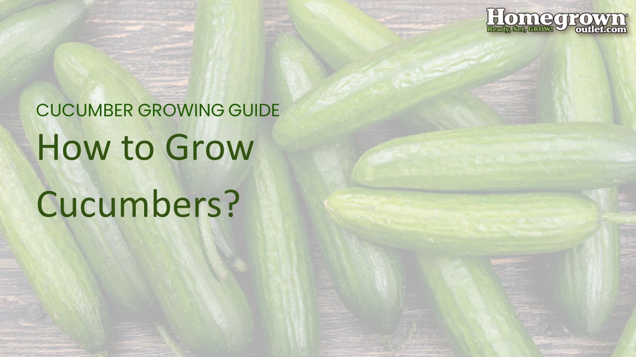 How to Grow Cucumbers?