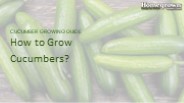 How to Grow Cucumbers?