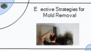 Effective Strategies for Mold Removal Service