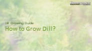 How to Grow Dill?