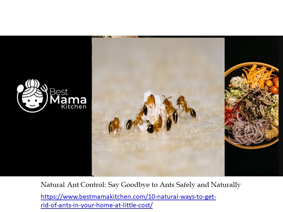 Natural Ant Control: Say Goodbye to Ants Safely and Naturally