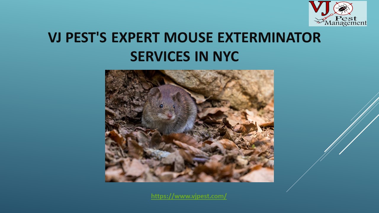 Vj Pest's Expert Mouse Exterminator Services in NYC