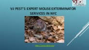 Vj Pest's Expert Mouse Exterminator Services in NYC