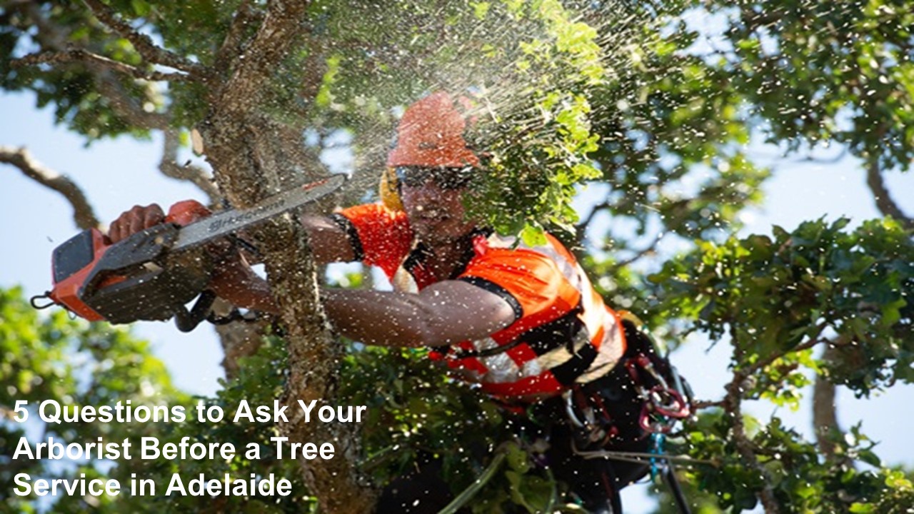 5 Questions to Ask Your Arborist Before a Tree Service in Adelaide ...