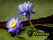 Kvetiny - Flowers - Fleurs (Renny)