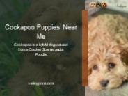 Cockapoo Puppies Near Me