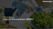 How to Grow Indoor Herbs?