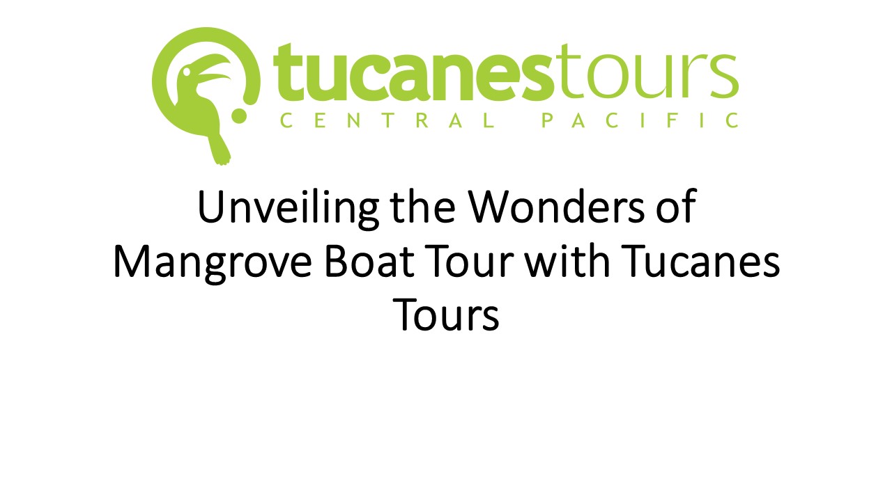 Discover Nature's Wonder with Tucanes Tours: Mangrove Boat Tour