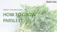 How to Grow Parsley?
