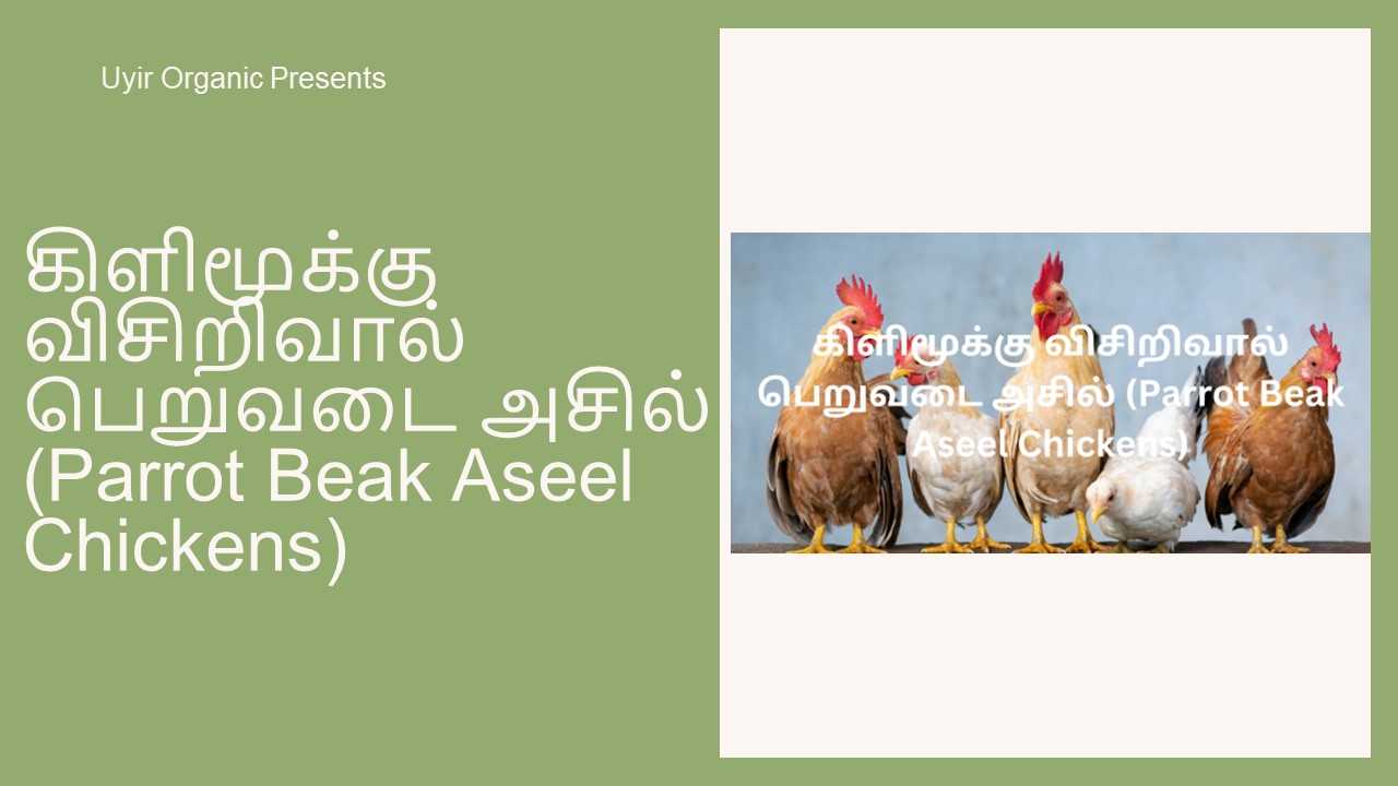 கிளிமூக்கு விசிறிவால் பெறுவடை அசில் (Parrot Beak Aseel Chickens)
