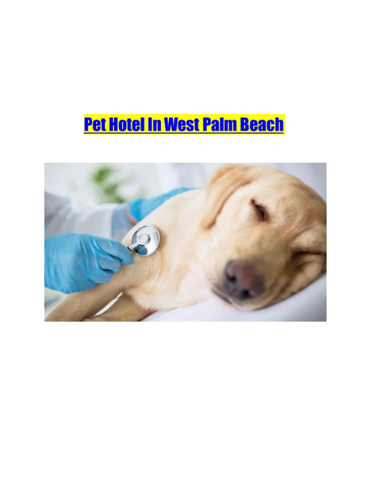 Pet Hotel In West Palm Beach