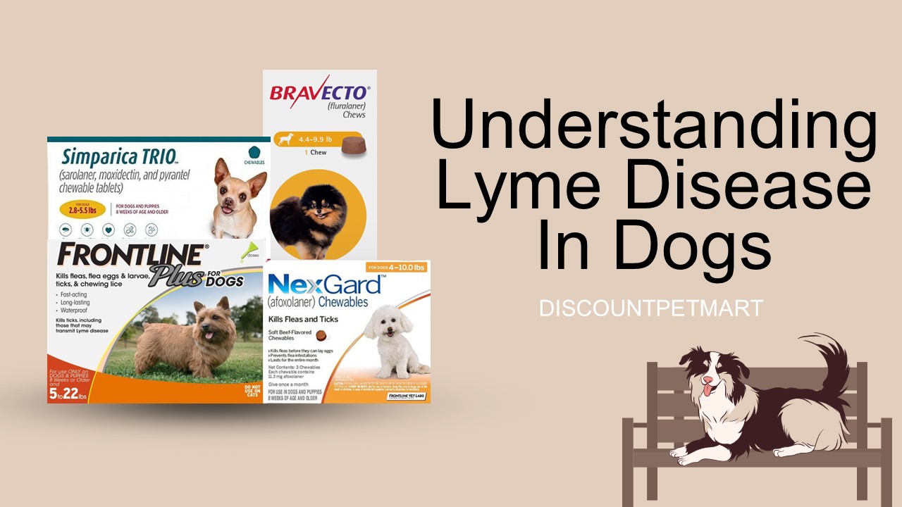 Understanding Lyme Disease In Dogs