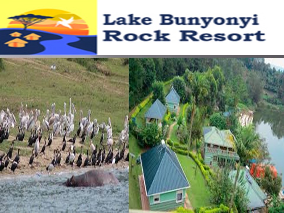 golden monkey trekking in rwanda