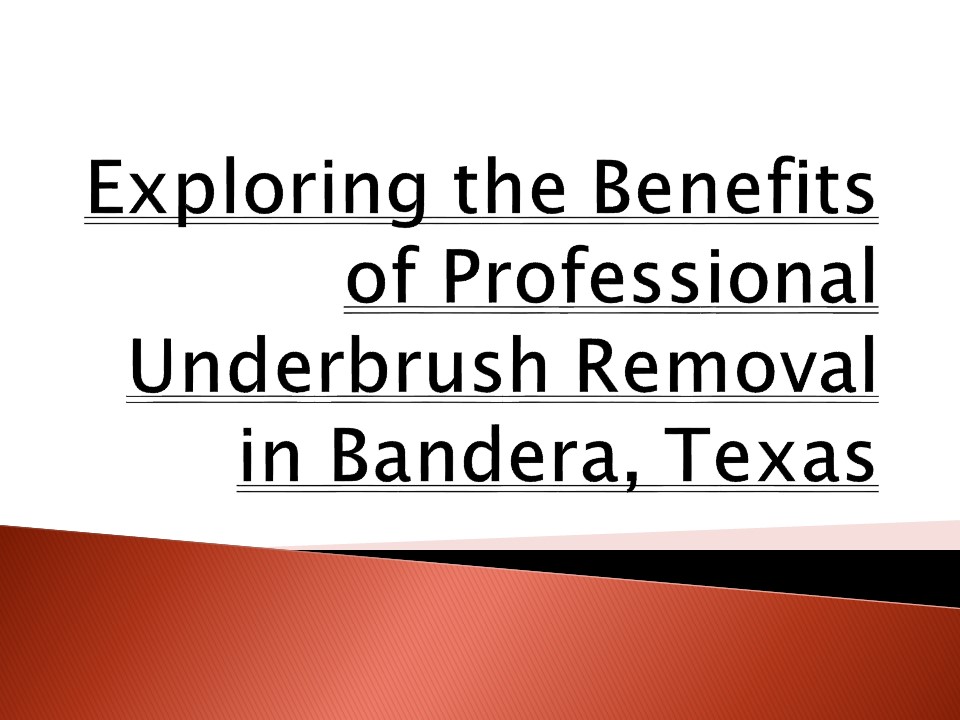 Exploring the Benefits of Professional Underbrush Removal in Bandera, Texas
