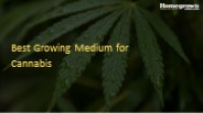 Best Growing Medium for Cannabis