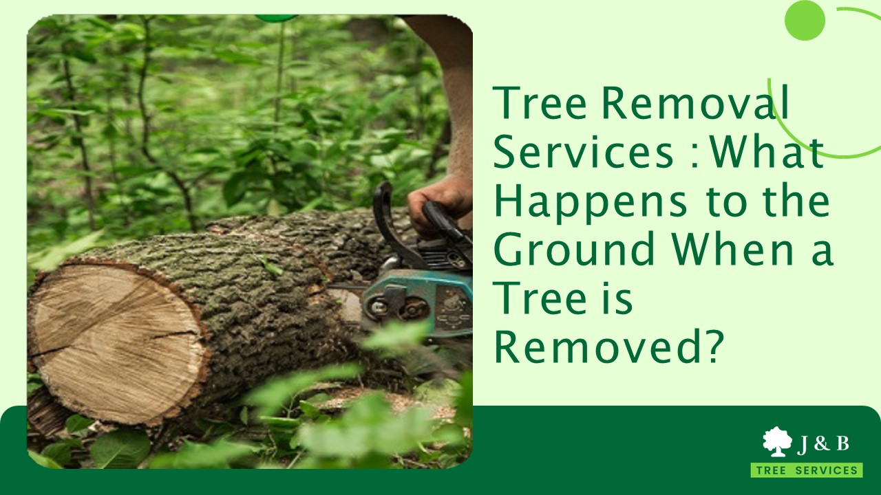 Tree Removal Services : What Happens to the Ground When a Tree is ...