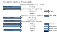 Procedures to Process Raw Cashew Nuts