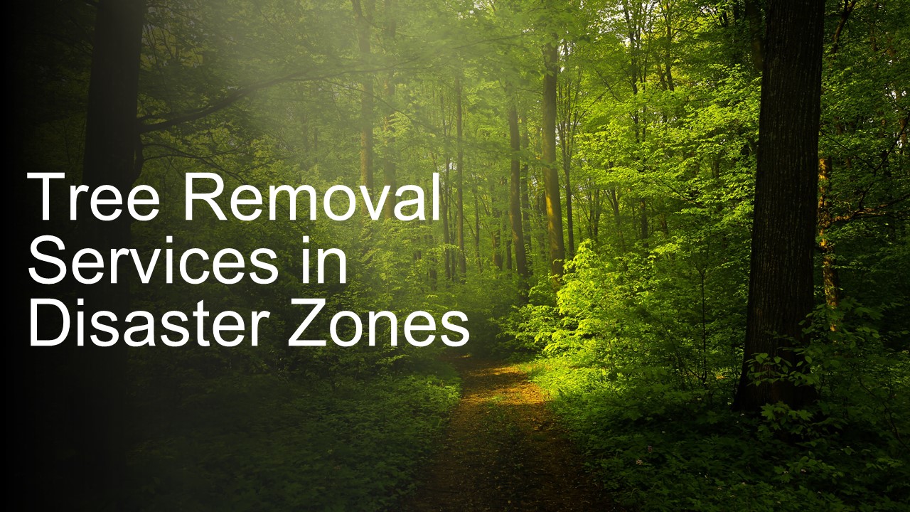 Understanding The Process of Tree Felling Services