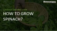 How to Grow Spinach?