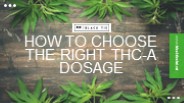 How to Choose the Right THC-A Dosage