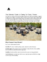 The Ultimate Guide to Caring for Crazy Pavers