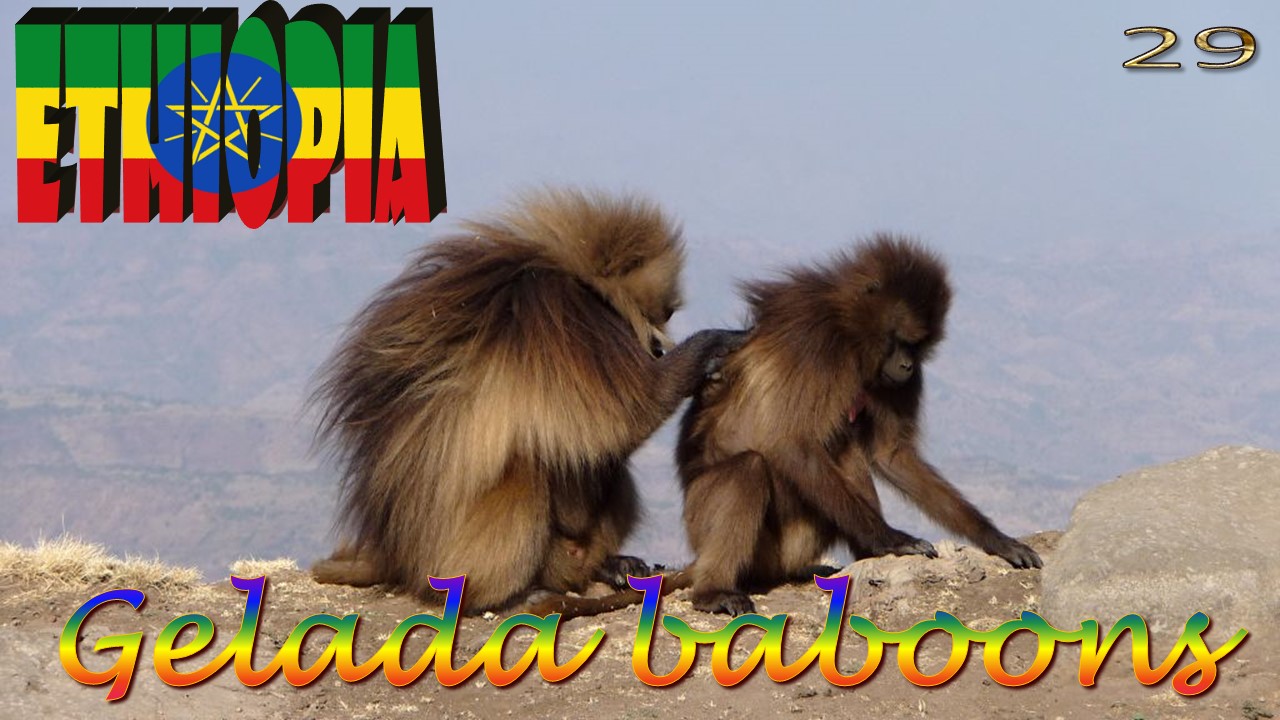Ethiopia 29, Simien Mountains, Gelada baboons