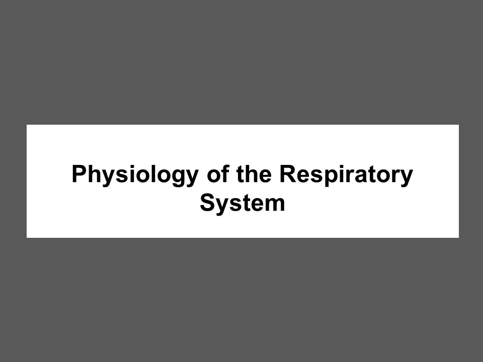 Physiology of the Respiratory System | Jindal chest clinic