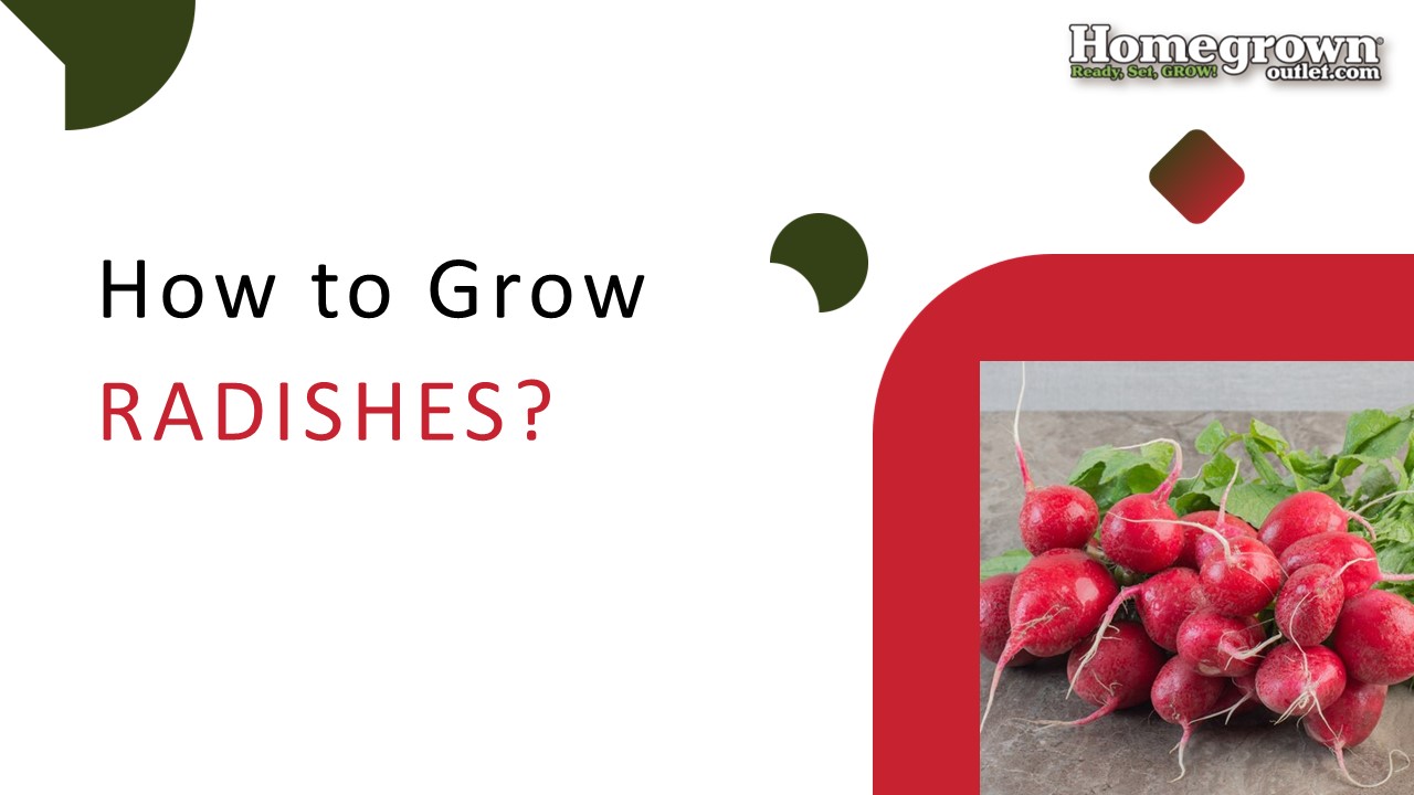 How to Grow Radishes?