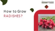 How to Grow Radishes?