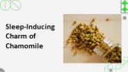 Sleep-Inducing Charm of Chamomile