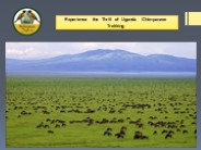 Experience the Thrill of Uganda Chimpanzee Trekking