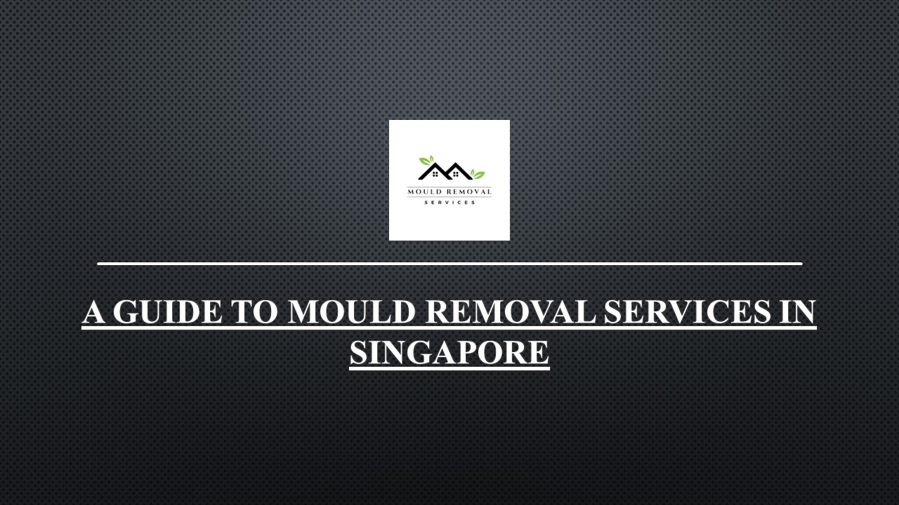 A Guide To Mould Removal Services in Singapore