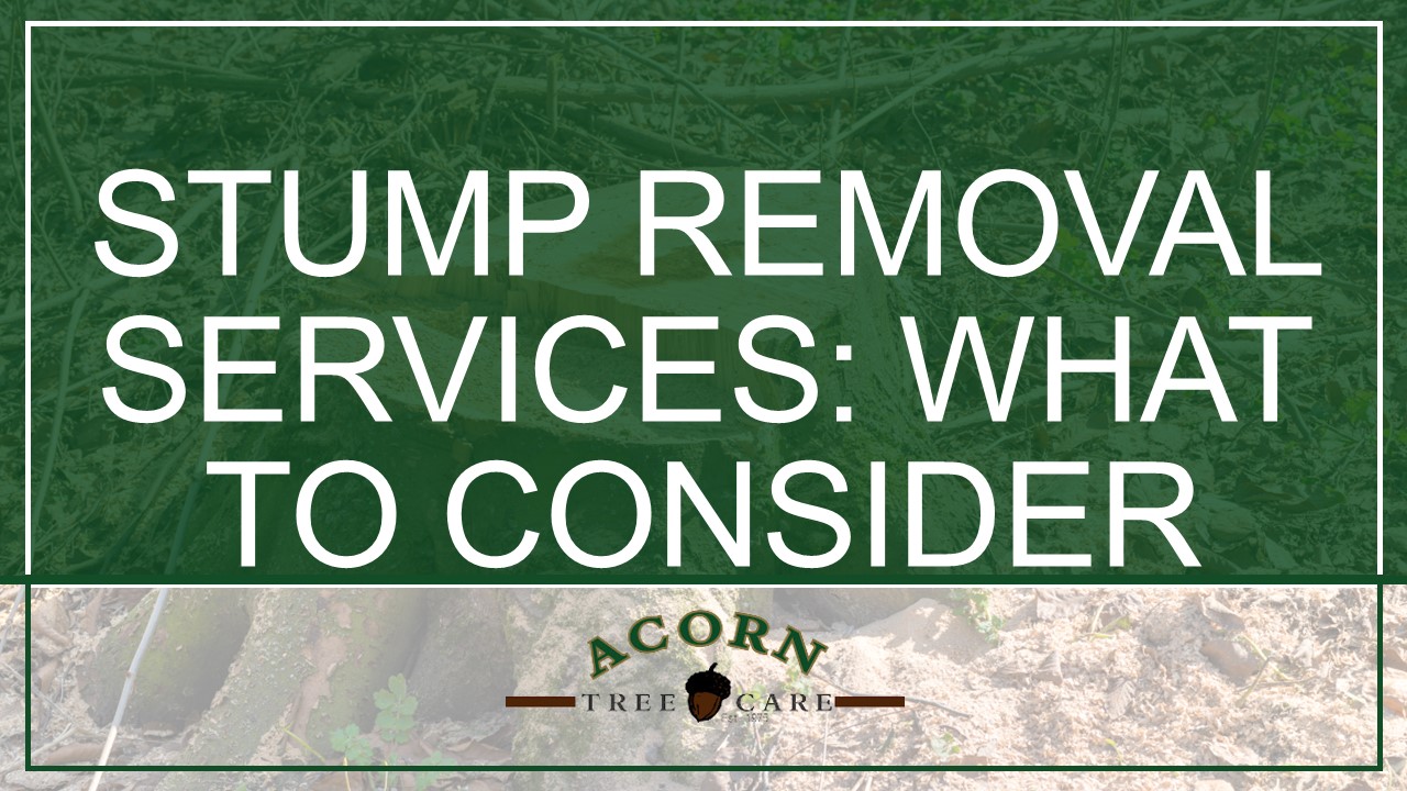 Key Considerations for Stump Removal Services