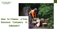 How to Choose a Tree Removal Company in Adelaide?