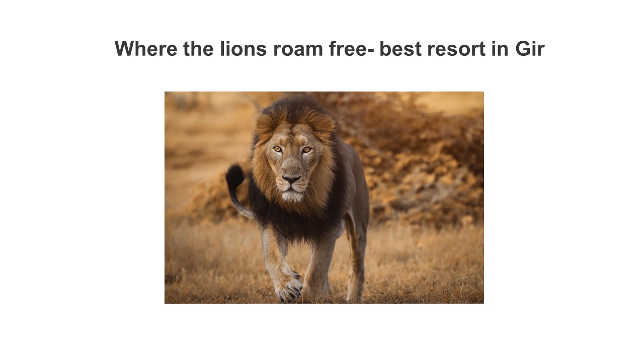 Where the lions roam free- best resort in Gir