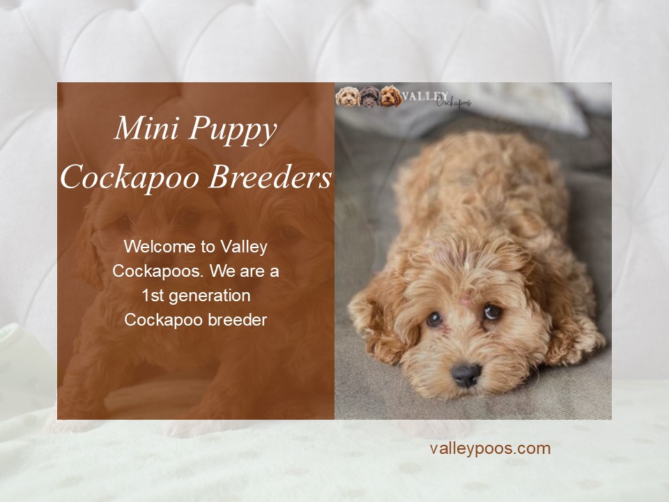 Mini Puppy Cockapoo Breeders