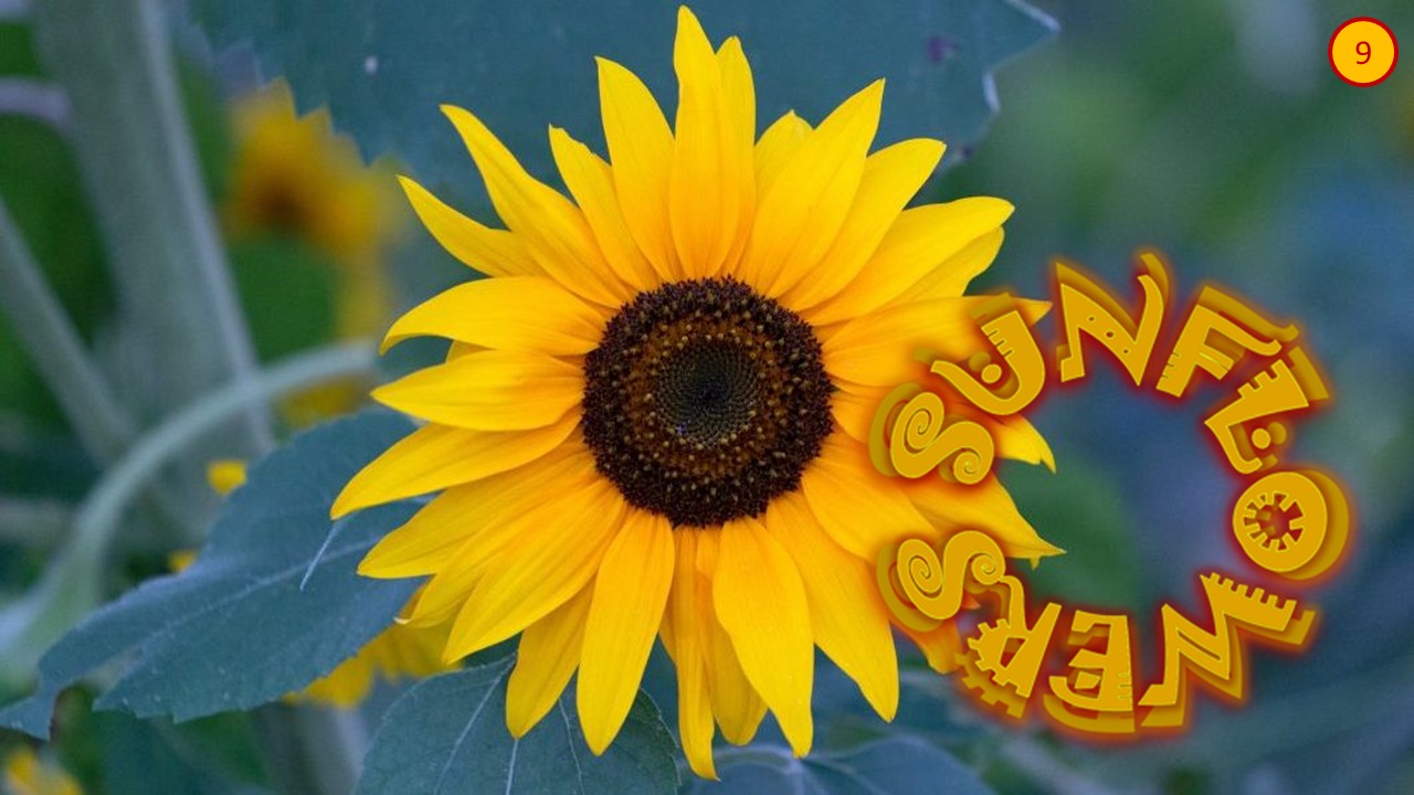 Sunflowers in Art 9