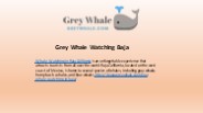 Unbeatable Places For Whale Watching in California