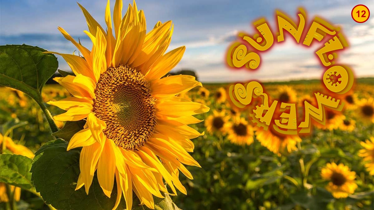 Sunflowers in Art 12