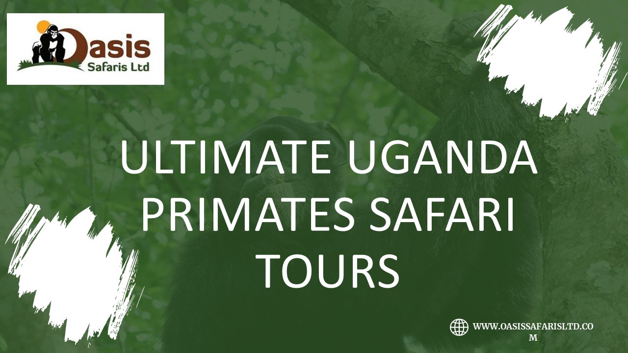 Ultimate Uganda Primates Safari Tours